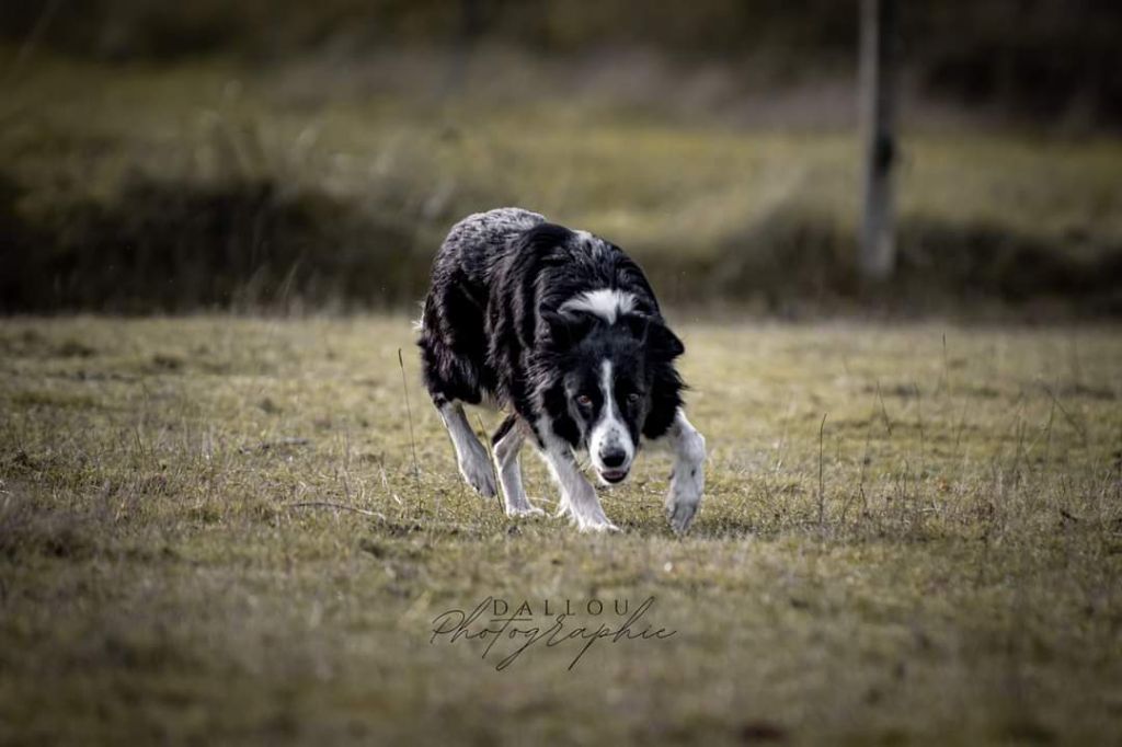 Publication : Guardians Of The Sheepfold Auteur : Dallou photographie