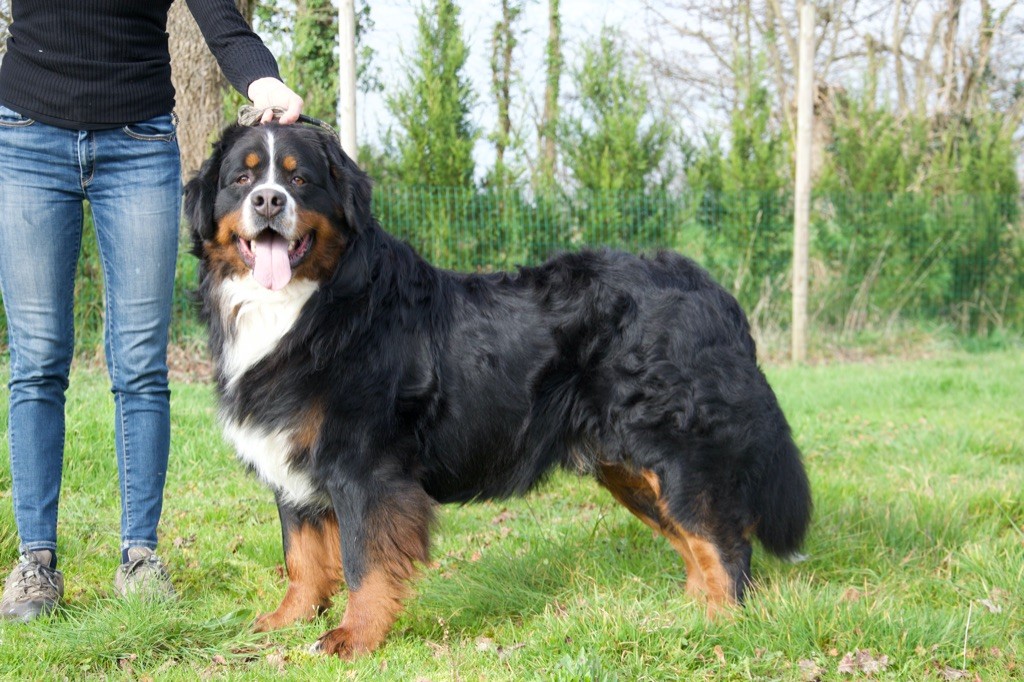 Publication : Du Royaume De Goldie