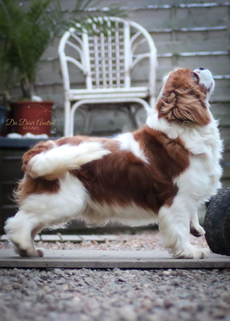 Publication : Du Désir Austral 