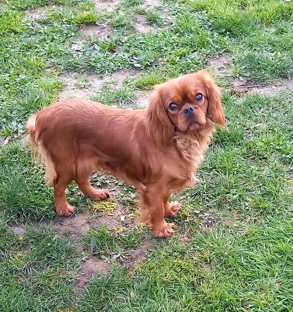 Tsuki moon du val de la Ferrite