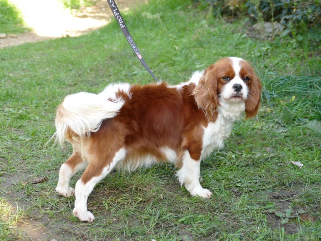 Publication : Du Temps Des Amazones Auteur : CHLOE RIBOT