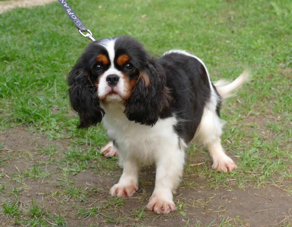 Publication : Du Temps Des Amazones