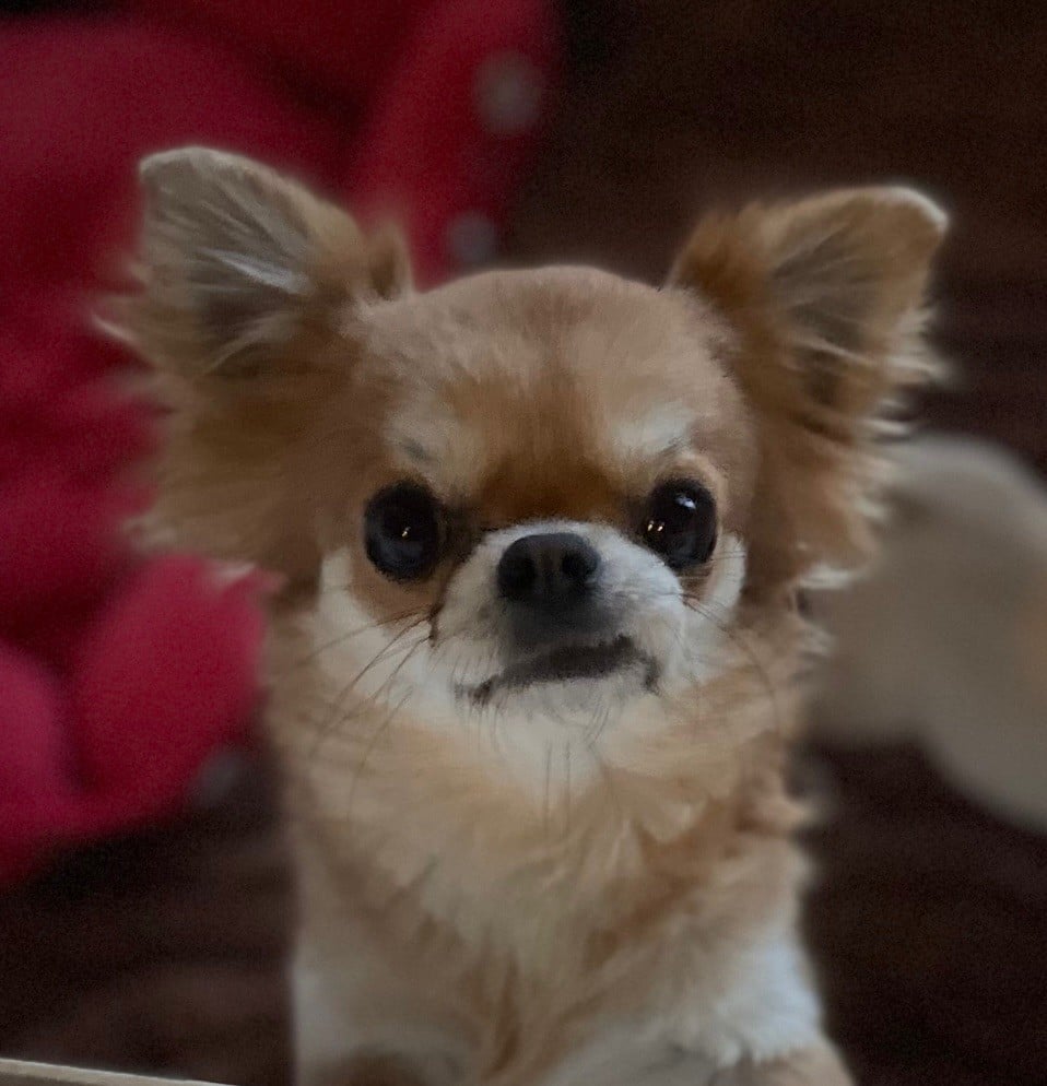 Publication : O'sborg Of Love Auteur : AMBRA FONTANA