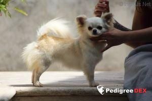 terrenson Ross viva maria