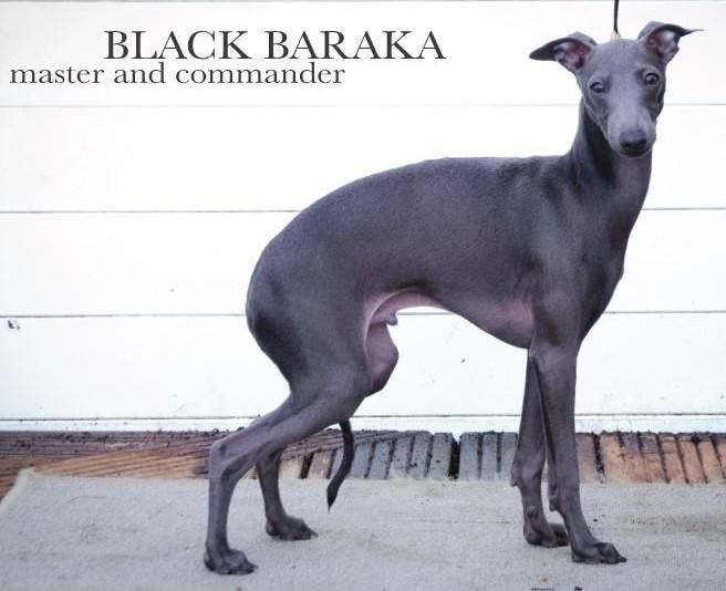 Publication : Black Baraka 