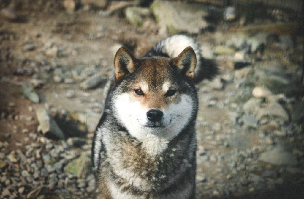 Publication : Des Fideles Akita Ken 