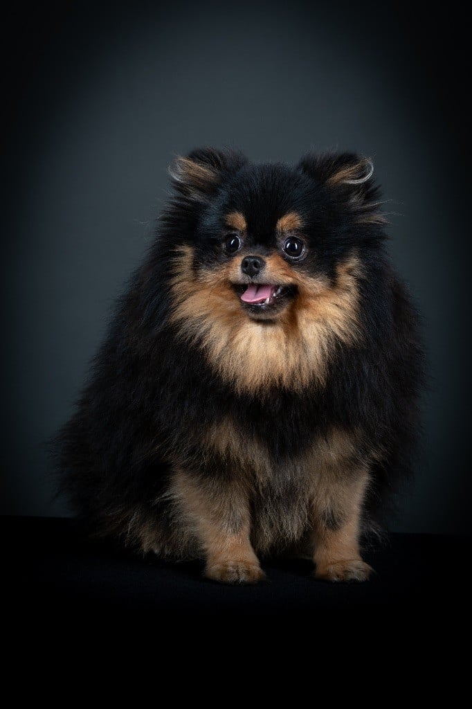 Publication : House Of Pomeralya Auteur : Patrick Trepagny