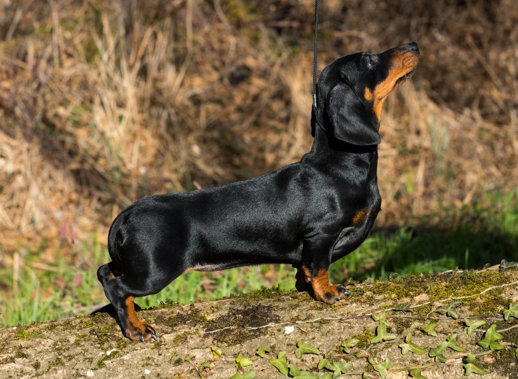 Simply the best tina giraités unija