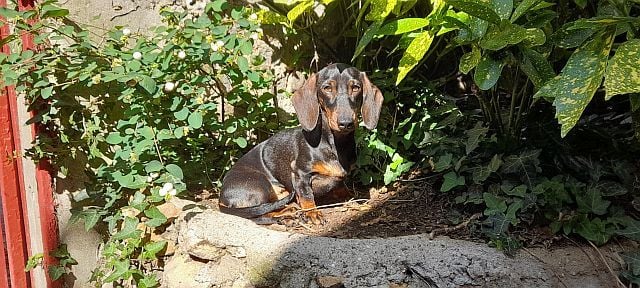 Publication : Du Passé Mauve Auteur : Sylvie Kouznetzoff