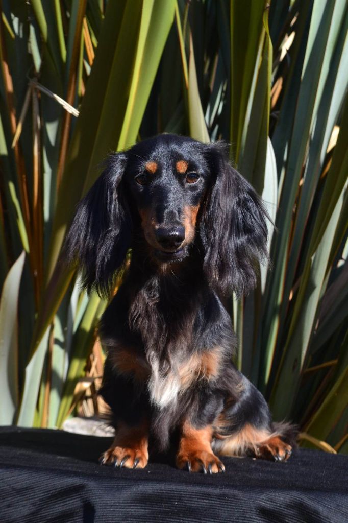 Publication : du domaine d'an oriant Auteur : Domaine d'An Oriant