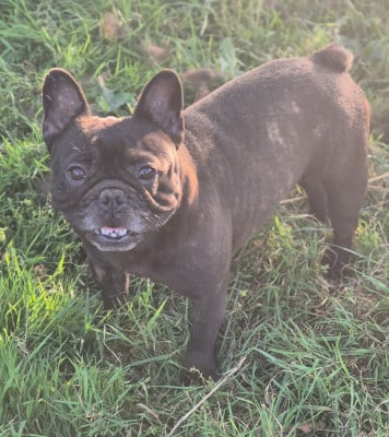 Étalon Bouledogue français - Ugette (Sans Affixe)
