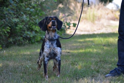 Étalon Epagneul Breton - Starlette De La Source Du Bois Bouquet