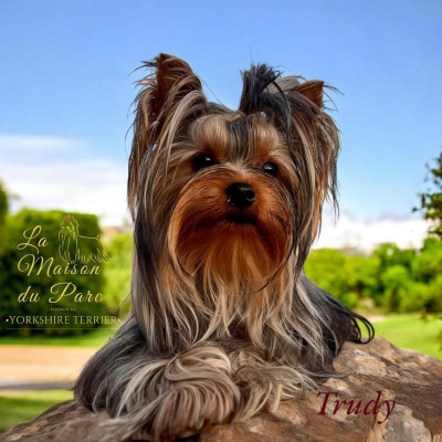 Étalon Yorkshire Terrier - Let's Go Baby Up and down