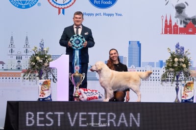 Étalon Golden Retriever - CH. Maïko (Sans Affixe)