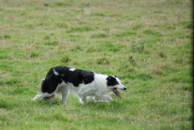 Étalon Border Collie - Tina du moulin de mouchon