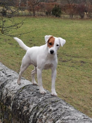 Étalon Parson Russell Terrier - Uxie De La Ferme Des Forestiers