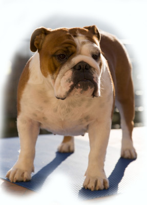 Étalon Bulldog Anglais - CH. Multi Jch Umka De La Combe Rousse