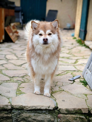 Étalon Chien finnois de Laponie - Tähtien Laakso Utopie fantasme