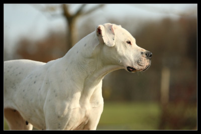Étalon Dogo Argentino - Uranga rose du Royaume de l'Espina