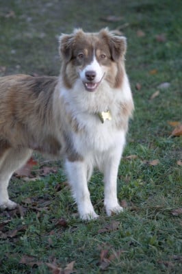 Étalon Berger Australien - Cyka dit djiky elen vladkhins finwest