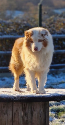 Étalon Berger Australien - Urban Of Little Blue Stars