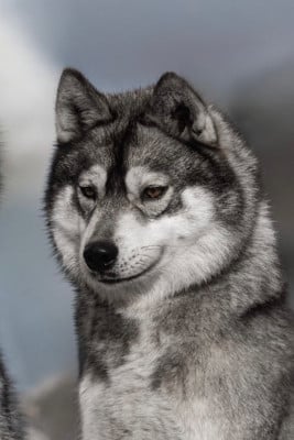 Until i win (Sans Affixe)