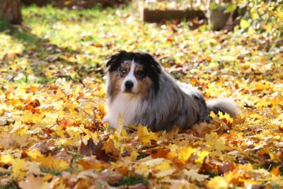 Étalon Berger Australien - Tango De Filao Le Légendaire}