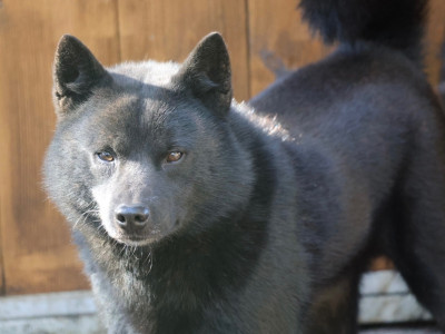 Étalon Kai - Aoshi go fuurinkazan