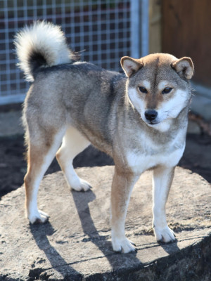 Étalon Shiba - Nippon'ai Uki ko dite zelda