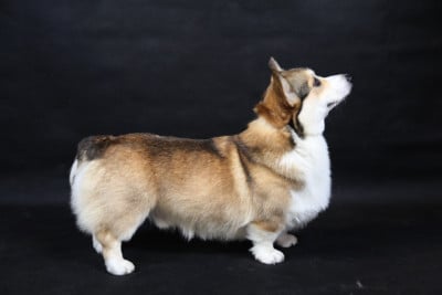 Étalon Welsh Corgi Pembroke - dar elfov Floks