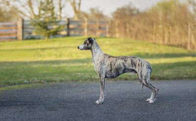 Étalon Whippet - Say say say De L'Eden D'Isawan