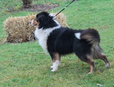 Étalon Berger Australien - Tiago Du rivage des mille etangs