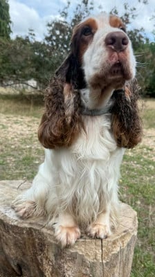 Étalon Cocker Spaniel Anglais - Sherlock holmes Du domaine des clayeux