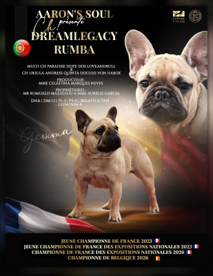 Étalon Bouledogue français - CH. dreamlegacy Rumba