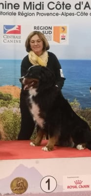 Étalon Bouvier Bernois - CH. Raimbow De font buis de la chenaie}