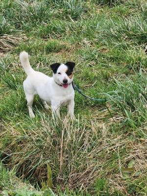 Étalon Jack Russell Terrier - Ultron Du Bois De Morchène
