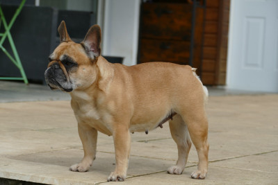 Étalon Bouledogue français - Roumba du Domaine des Bastidiens