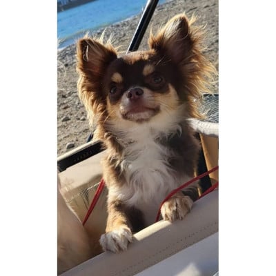 image de U8 navy sea hawk