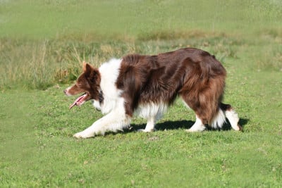 Étalon Border Collie - nordevind Taz}