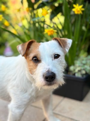 Étalon Jack Russell Terrier - Tarzan de la Botte de Lin}