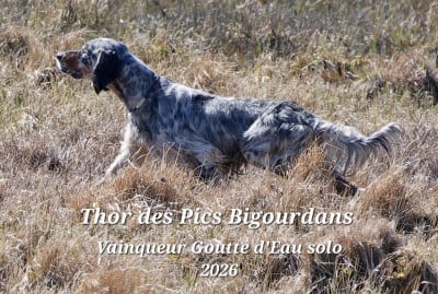 Étalon Setter Anglais - TR. Thor Des pics Bigourdans