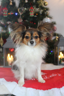 Étalon Epagneul nain Continental (Papillon) - Unique love kiss Of Winner Mistral