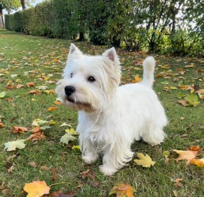 Étalon West Highland White Terrier - Tic-tac Des mats des oyats