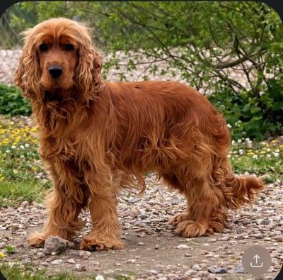 Étalon Cocker Spaniel Anglais - Sheldon du domaine de Std Gladyce