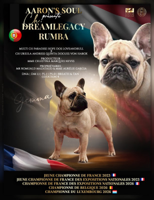 Étalon Bouledogue français - CH. dreamlegacy Rumba