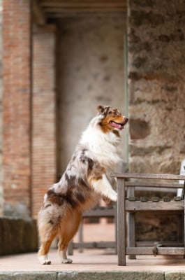 Étalon Berger Australien - Upside down maxine De La Forêt De Dean