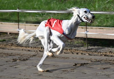 Étalon Saluki - azamour Saba