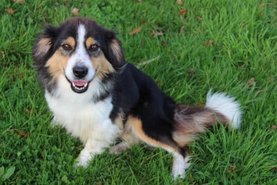 Étalon Berger Américain Miniature - Sérieuse Des Terres De L'Avesnois