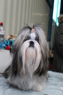 Étalon Shih Tzu - « betty » betty-boop z kojca coli