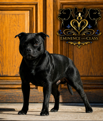 Étalon Staffordshire Bull Terrier - CH. Vip royal milnikstaff
